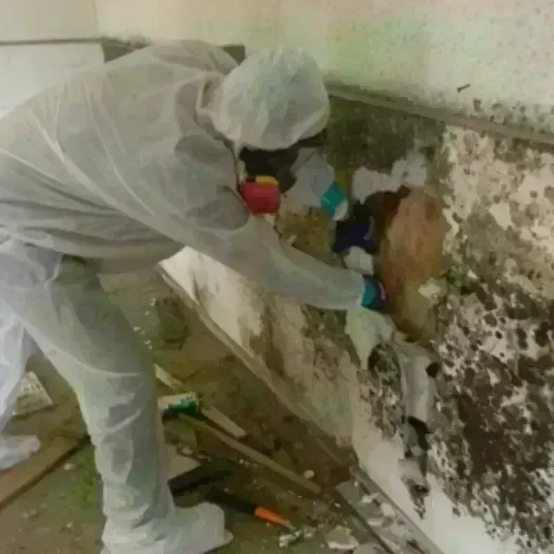 Mold Remediation and Removal in Tannersville, PA